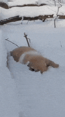 a brown dog is laying in the snow near a tree branch .