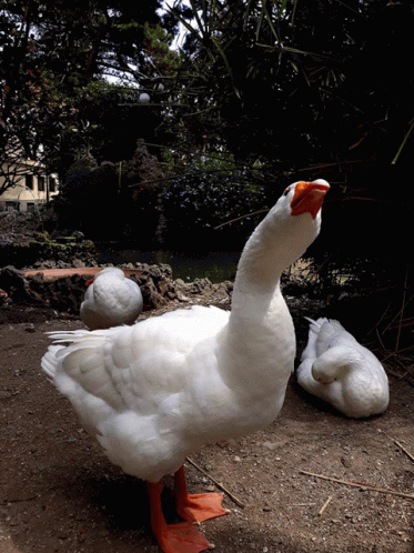 Animal Cigno GIF - Animal Cigno Swan GIFs