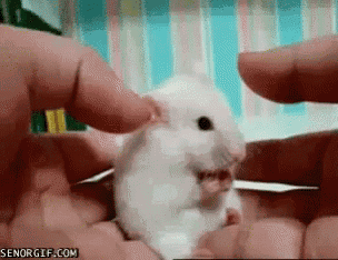 a white hamster is being held in a person 's hands