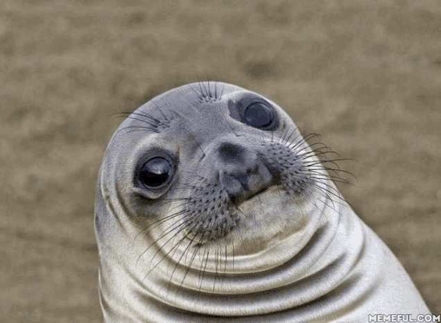 a close up of a seal with a memeful.com watermark on the bottom right