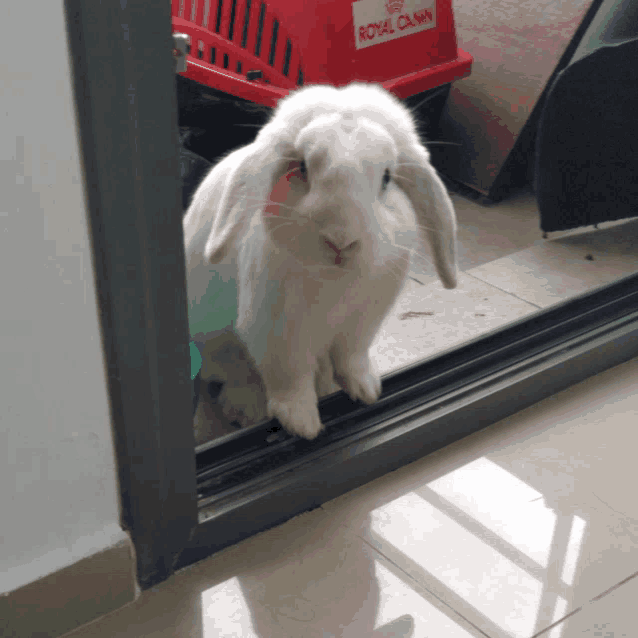 a white rabbit standing next to a red royal canin crate