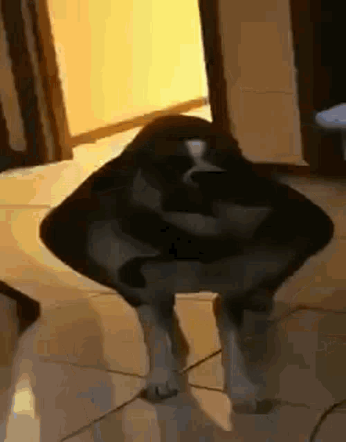 Cachorro Loko Dog GIF - Cachorro Loko Dog Warped Filter GIFs