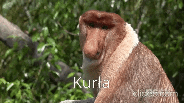 a close up of a monkey with the word kurta on the bottom right
