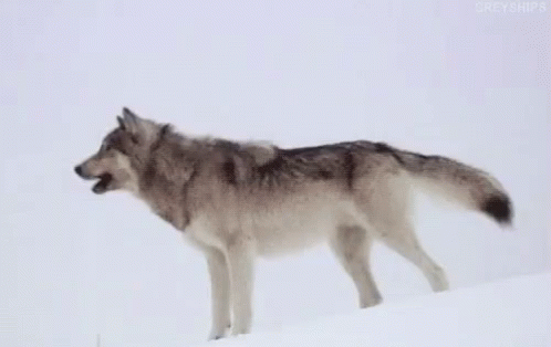 Woofer Mc Wooferson Wolf Howling GIF - Woofer Mc Wooferson Wolf Howling Snow GIFs