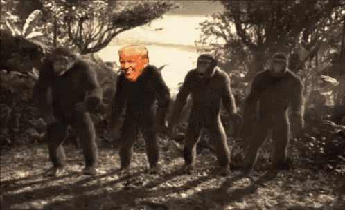 Donald Trump Trump GIF - Donald Trump Trump Funny GIFs