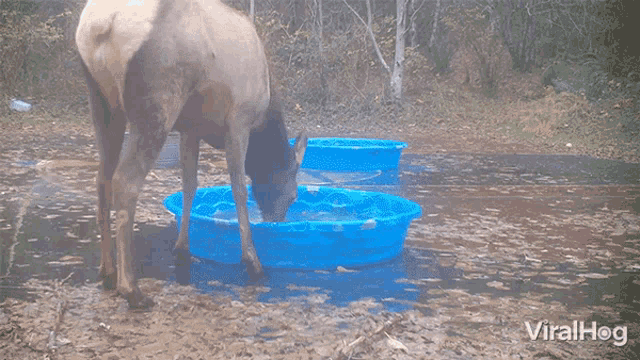 Drinking Water Viralhog GIF - Drinking Water Viralhog Splashing Water GIFs