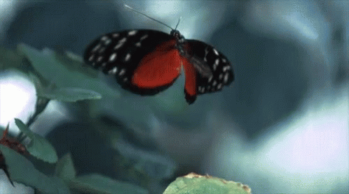 Butterfly Leave GIF - Butterfly Leave Hover GIFs