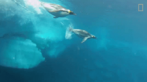 Swimming Penguins Fast Penguins GIF - Swimming Penguins Fast Penguins Diving Penguins GIFs