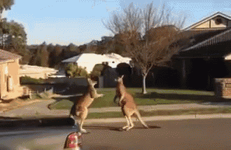 Typical Day In The Australian Suburbs GIF - Kangaroos Fighting Violent GIFs