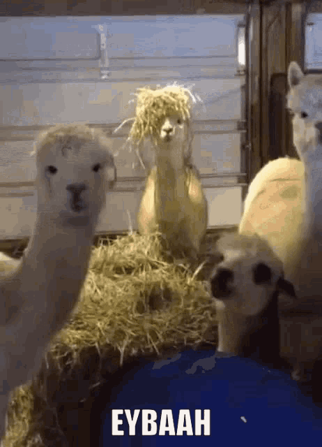 Lamalara Fuhuşbaskını Süslülama GIF - Lamalara Fuhuşbaskını Süslülama Yemek Yiyen Lama GIFs