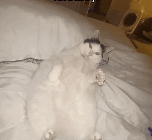 a black and white cat is laying on its back on a bed with the words " i love you " above it