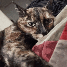 a calico cat is laying on a couch looking at the camera