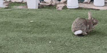 a rabbit is walking on a lush green lawn .