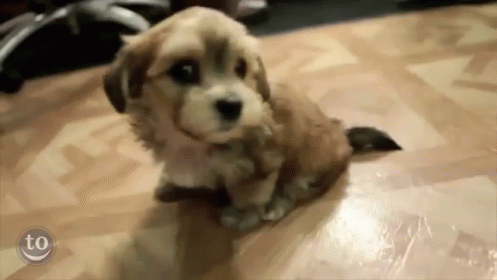 This Bores Me GIF - Dogs Puppies Yawn GIFs