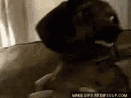 a close up of a pug dog laying on a couch