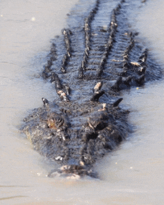 a close up of a crocodile swimming in the water