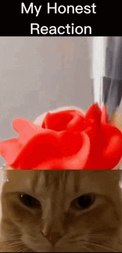 a cat is looking at a cupcake with red frosting and a candle in it .