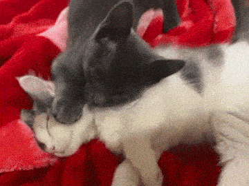 a gray and white cat are sleeping on a red blanket .