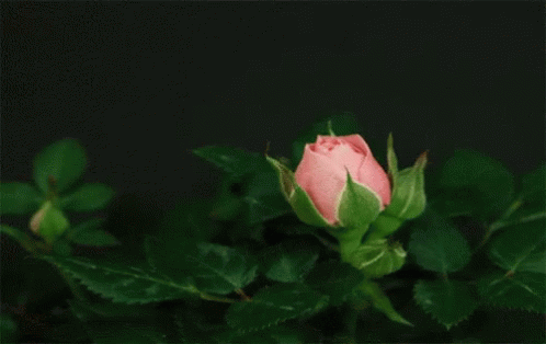 Cute Flower GIF - Cute Flower Bloom GIFs
