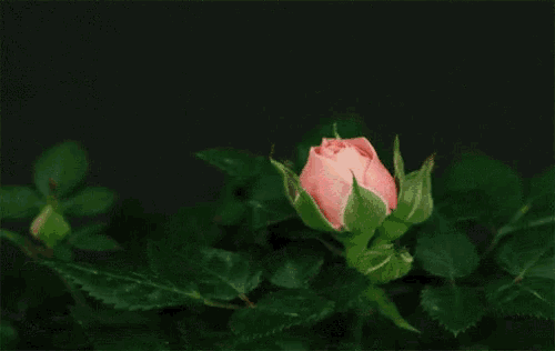 a close up of a pink rose with green leaves in the background