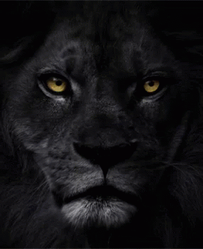Lion Protector GIF - Lion Protector GIFs