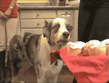 Cupcakes GIF - Dog Cupcakes Scarred GIFs