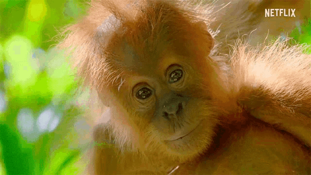 Orangutan Baby GIF - Orangutan Baby Watching GIFs