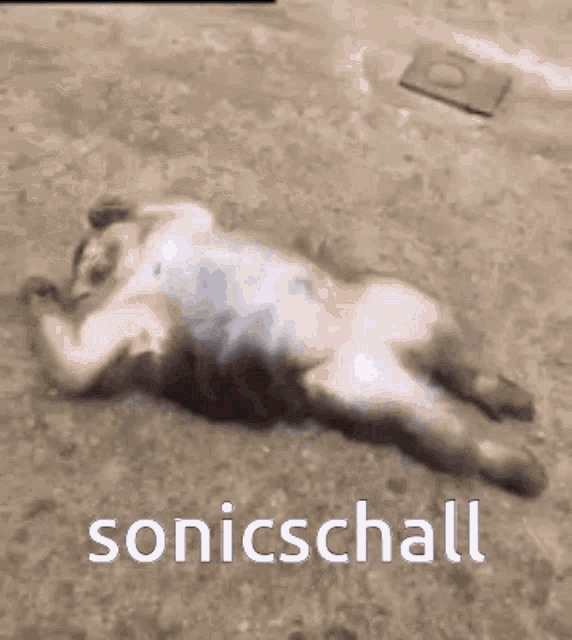 Sonicshall GIF - Sonicshall GIFs