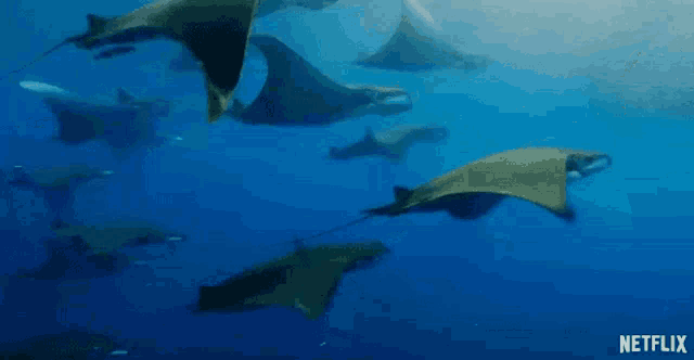 Manta Rays Swimming GIF