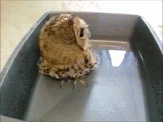 Bathtime For Owl GIF - Bathtime Owl Happy Owl GIFs