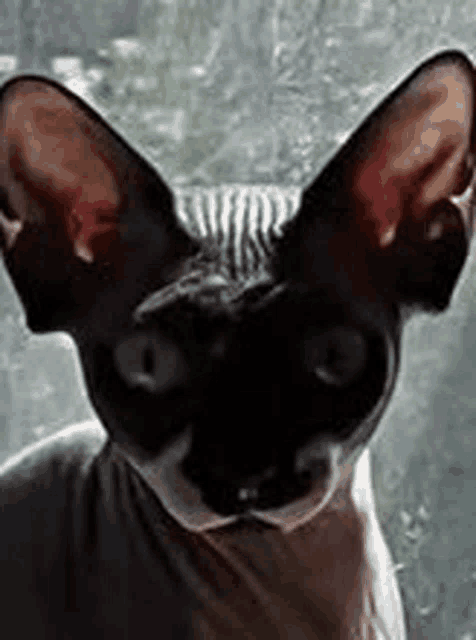a close up of a black hairless cat with large ears .