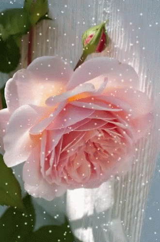 Rose Flower GIF - Rose Flower Snowing GIFs