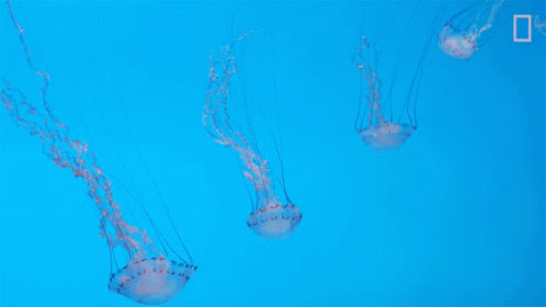 Sea Jellies National Geographic GIF - Sea Jellies National Geographic Jellyfish GIFs