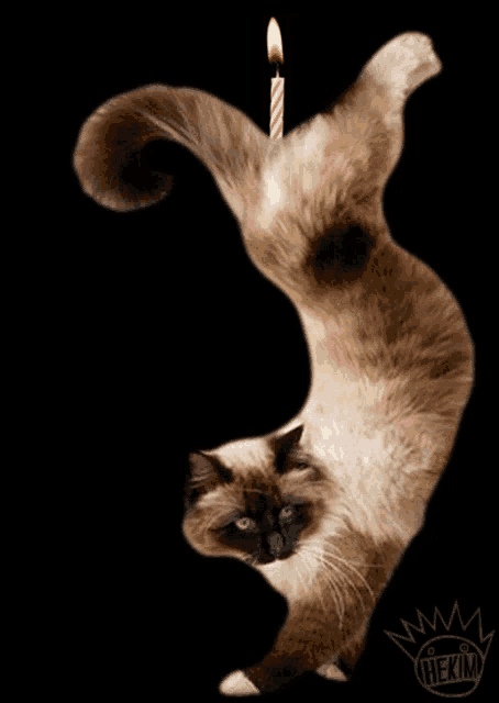 a cat with a birthday candle on its head and the name hekim on the bottom