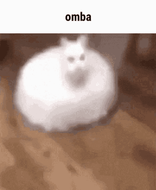 a white cat is walking on a wooden floor with the word omba above it