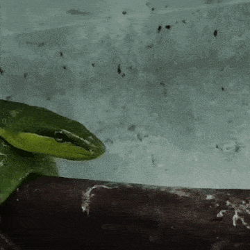 a close up of a green snake on a stick