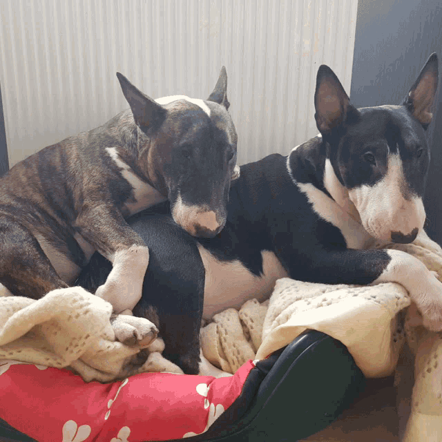 two bull terriers are laying on top of each other in a dog bed