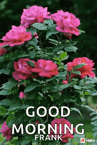 a bunch of pink roses with the words good morning frank written on it
