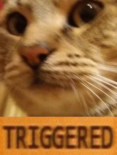 Cat Triggered GIF - Cat Triggered GIFs