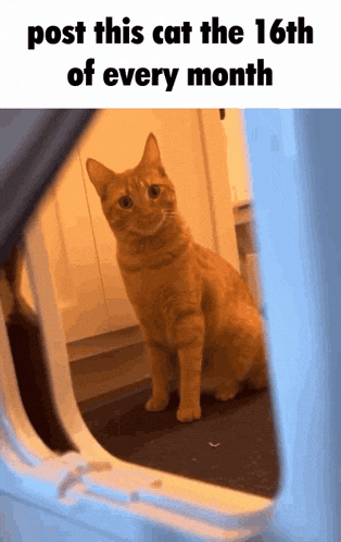 a cat is sitting in a doorway with the words post this cat the 16th of every month