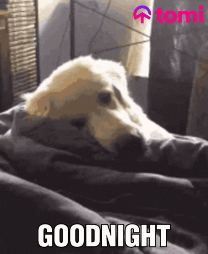 a dog is wrapped in a blanket and the words goodnight are above it