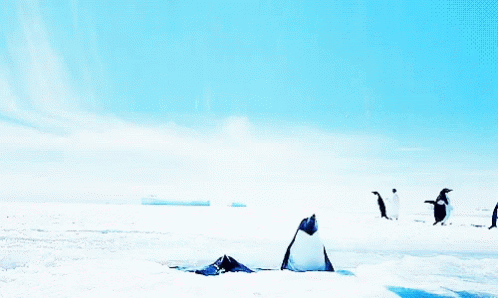 Penguins Ice GIF - Penguins Ice Happy GIFs