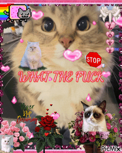 a picture of a cat with a stop sign in the background