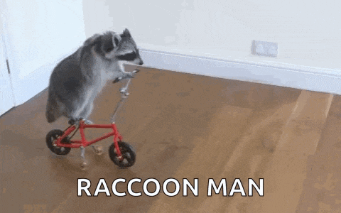 a raccoon is riding a small red bike on a wooden floor .
