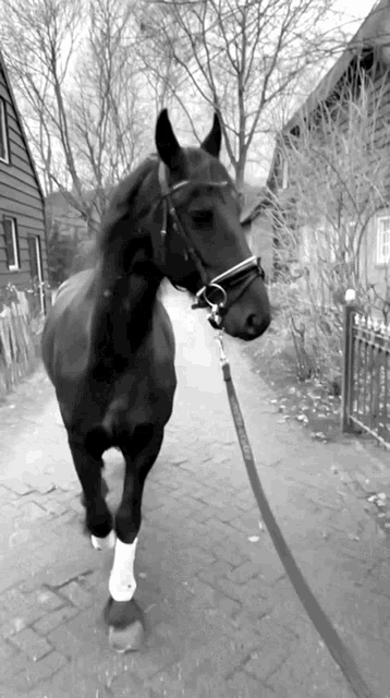 Black Horse GIF - Black Horse Riding GIFs