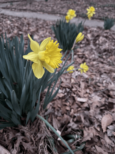 a close up of a yellow daffodil in a field