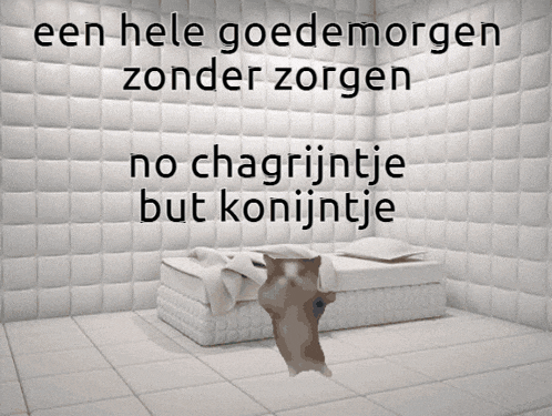 a picture of a cat with the words een hele goedemorgen zonder zorgen on it