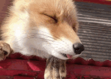 Fox Blep GIF - Fox Blep GIFs