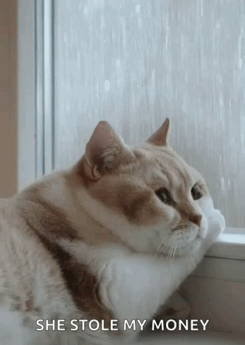 Cat Cute GIF - Cat Cute Raining GIFs