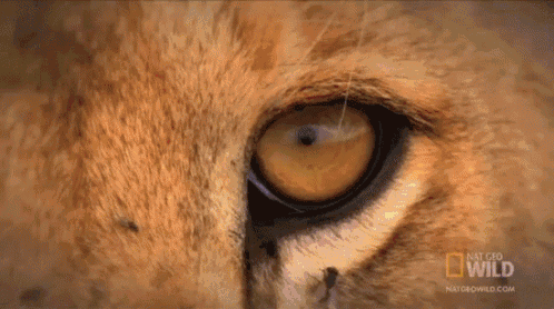 Cat Vision GIF - Nat Geo Wild Lion GIFs